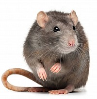 Rats, surmulots