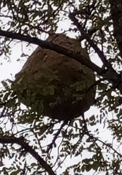 Beau ballonnid frelon asiatique